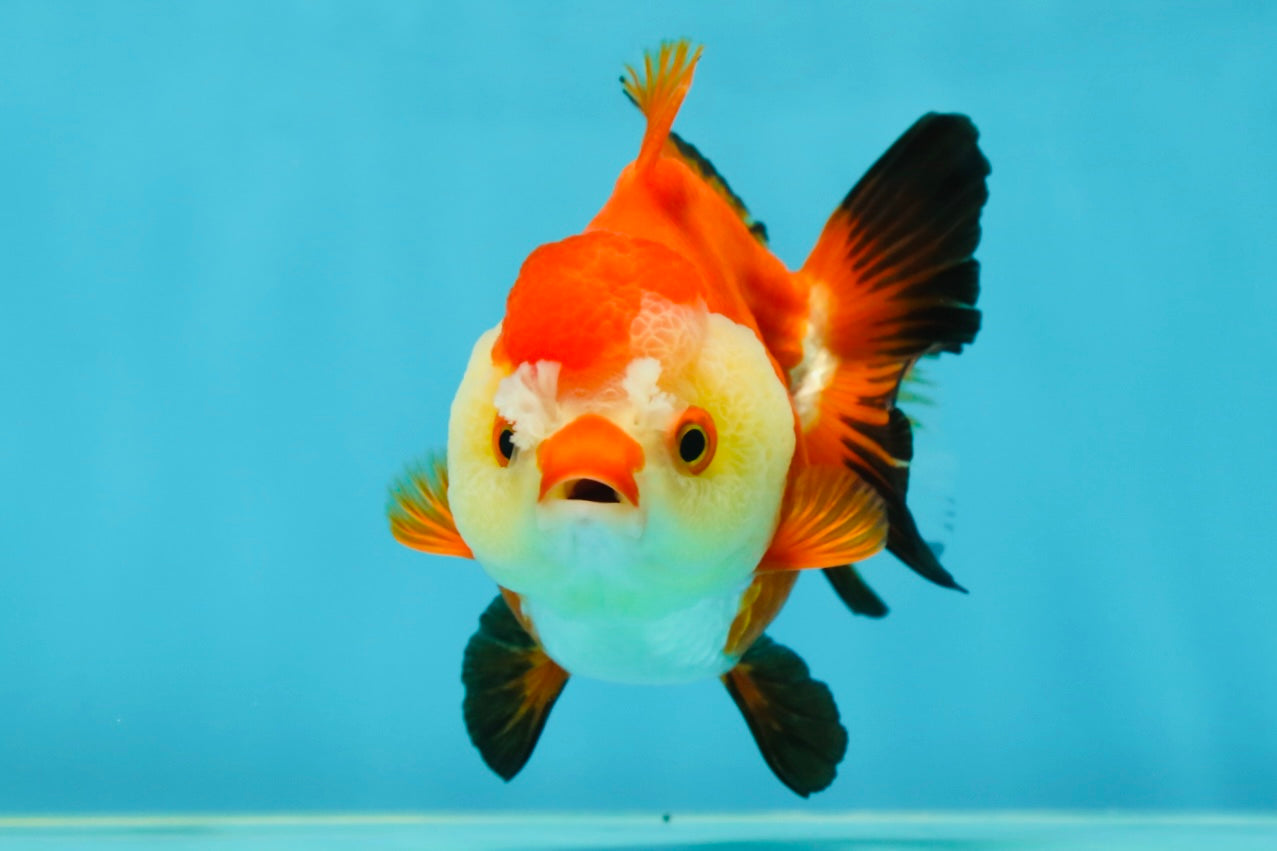 A Grade Pompom Tricolor Yuanbao Female 4-4.5 inches #050925YB_27