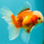 A Grade Jade Head Red White Oranda Male 5.5 inches #102326OR_07