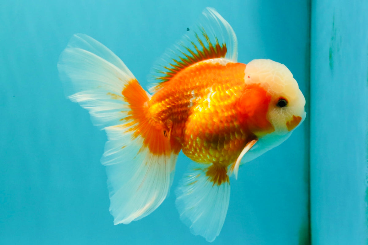 A Grade Jade Head Red White Oranda Male 5.5 inches #102326OR_07