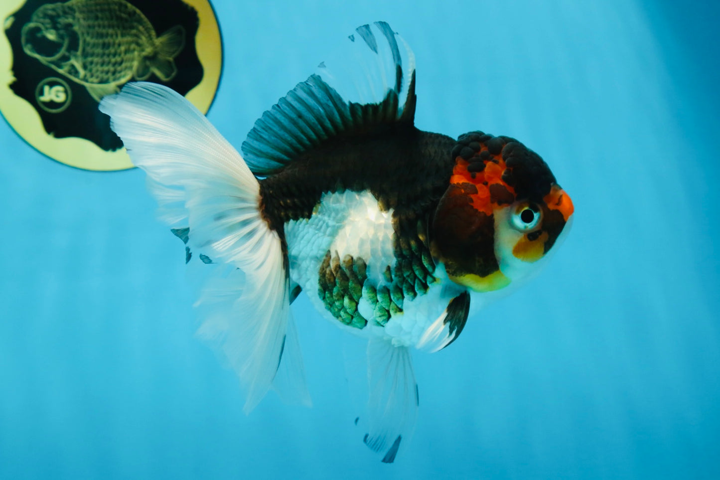 Angry Bird Tricolor Oranda Male 5.5 inches #081525OR_30