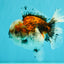 A Grade Calico Oranda Female 5.5 inches #050126OR_05
