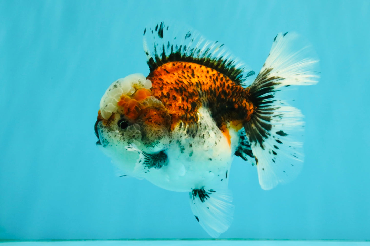 A Grade Calico Oranda Female 5.5 inches #050126OR_05