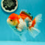 Red White Oranda Female 5 inches #110124OR_04