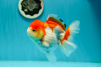 Red White Oranda Female 5 inches #110124OR_04