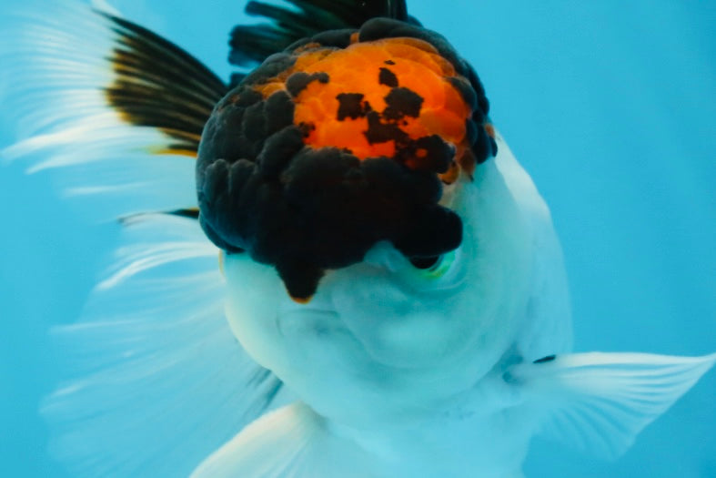 A Grade Tricolor Oranda Male 4.5 inches #053025OR_17