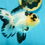 AAA Grade Panda Butterfly Oranda Female 5.5 inches #121324OR_14