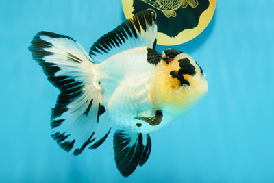 AAA Grade Panda Butterfly Oranda Female 5.5 inches #121324OR_14