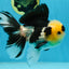AAA Grade Panda Button Eyes Oranda Male 5-5.5 inches #080125OR_22