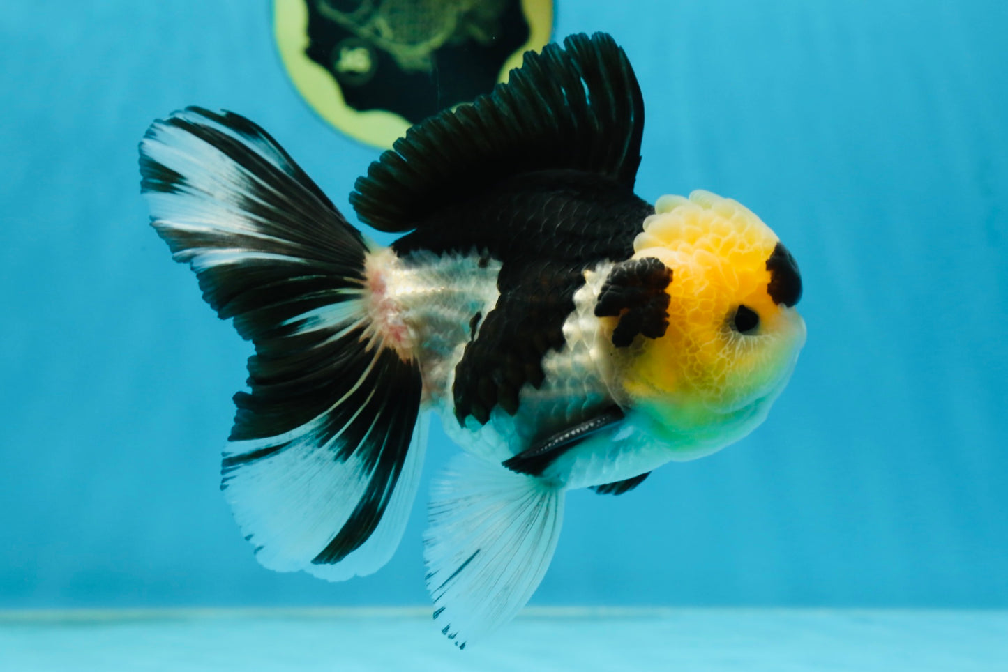 AAA Grade Panda Button Eyes Oranda Male 5-5.5 inches #080125OR_22