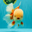 FLUFFY WEN AAA Grade Jade Head Red White Oranda Male 7.5 inches #071726OR_02