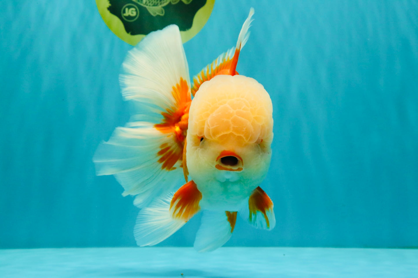 FLUFFY WEN AAA Grade Jade Head Red White Oranda Male 7.5 inches #071726OR_02