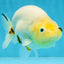 A Grade Cow Chinese Ranchu Female 5 inches #103125RC_09