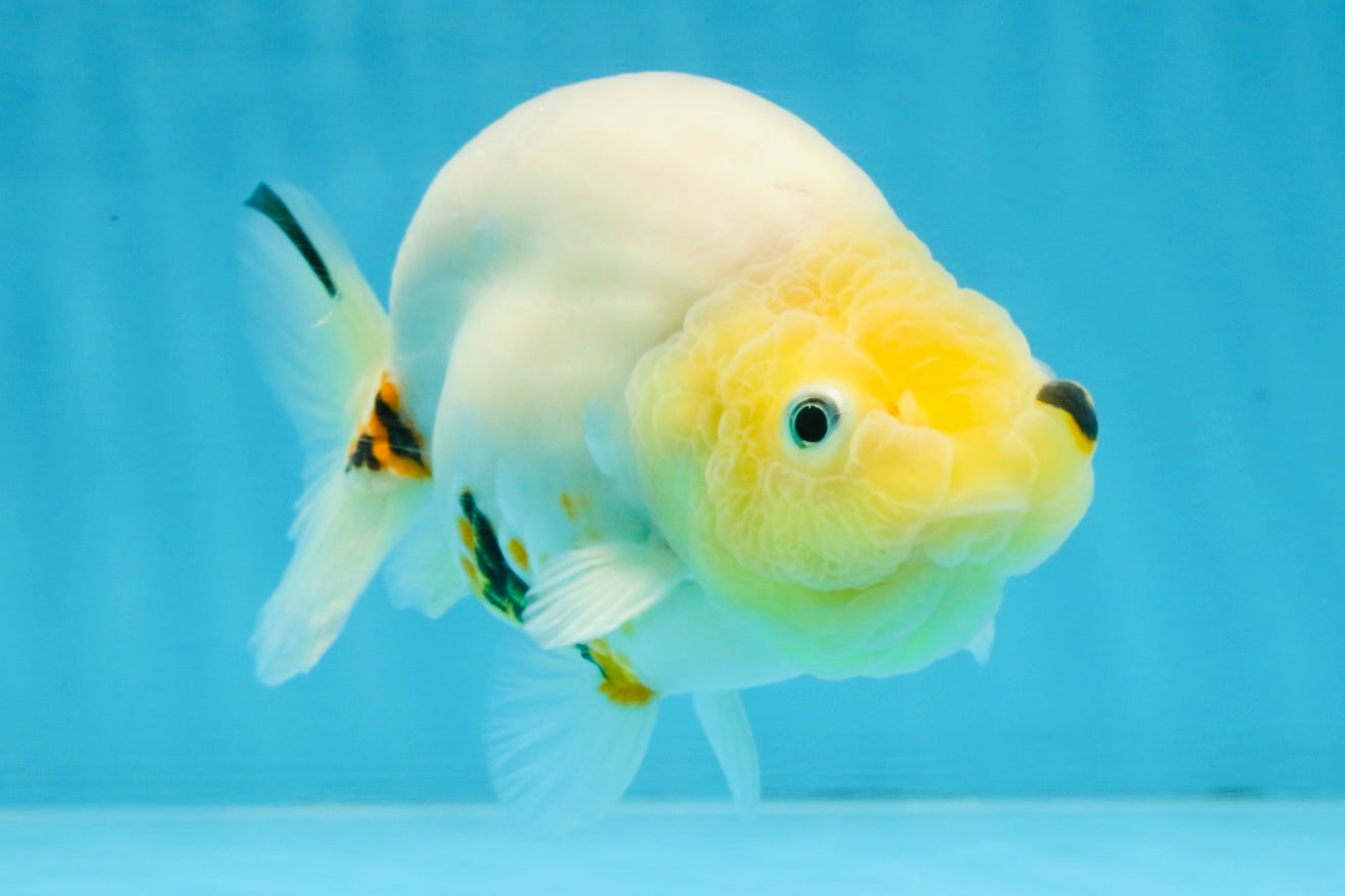 A Grade Cow Chinese Ranchu Female 5 inches #103125RC_09