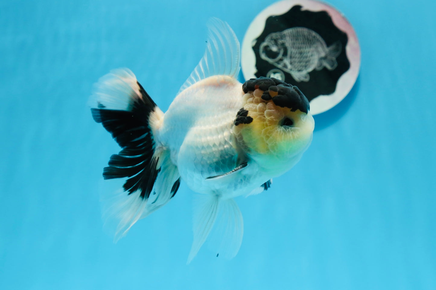 AAA Grade Panda Black Tancho Oranda Male 5 inches #0913OR_11