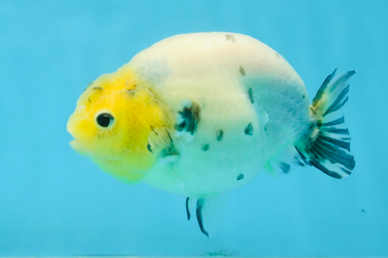 UNIQUE A Grade Chinese Cow Ranchu Female 4.5 inches #102425RC_04