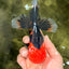 A Grade Apache Oranda Male 5.5 inches #102326OR_15