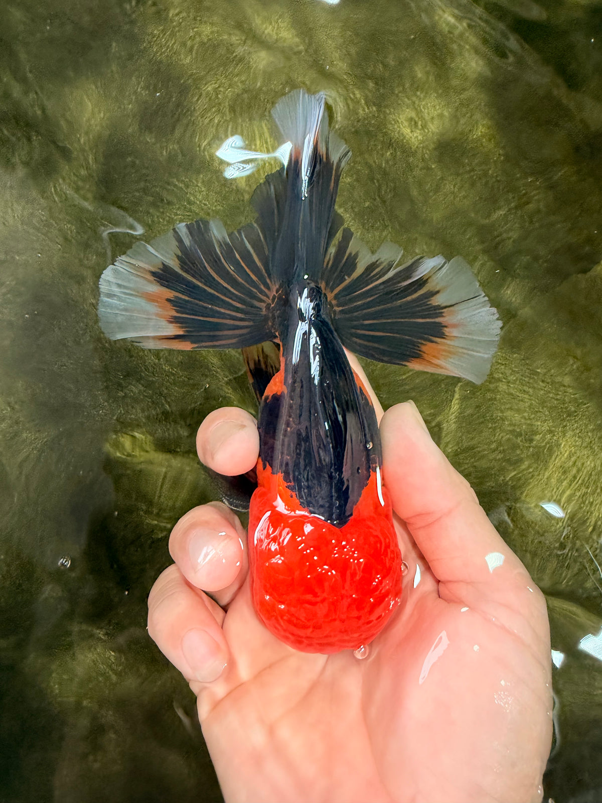 A Grade Apache Oranda Male 5.5 inches #102326OR_15