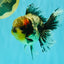 Marble Oranda Male 5.5 inches #080726OR_16