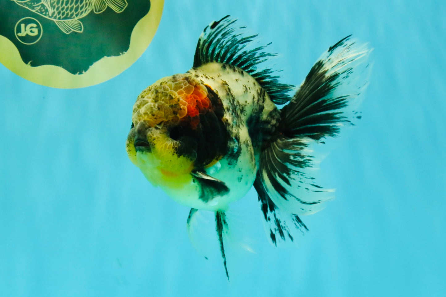 Marble Oranda Male 5.5 inches #080726OR_16