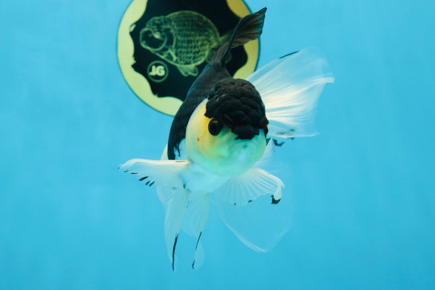 Fluffy Tail Panda Oranda Male 5.5 inches #072525OR_12