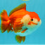 CHONKY AAA Grade Red White Yuanbao Female 6-6.5 inches #032026YB_25