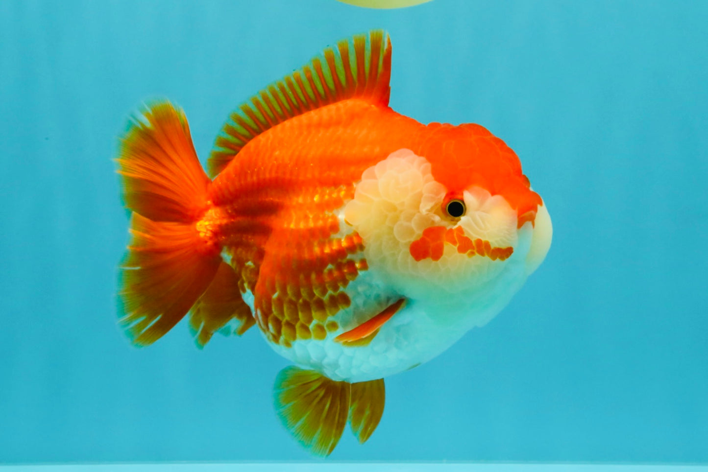 CHONKY AAA Grade Red White Yuanbao Female 6-6.5 inches #032026YB_25