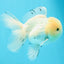 AAA Grade Panda Matte White Pompoms Oranda Male 4.5-5 inches #0503OR_12