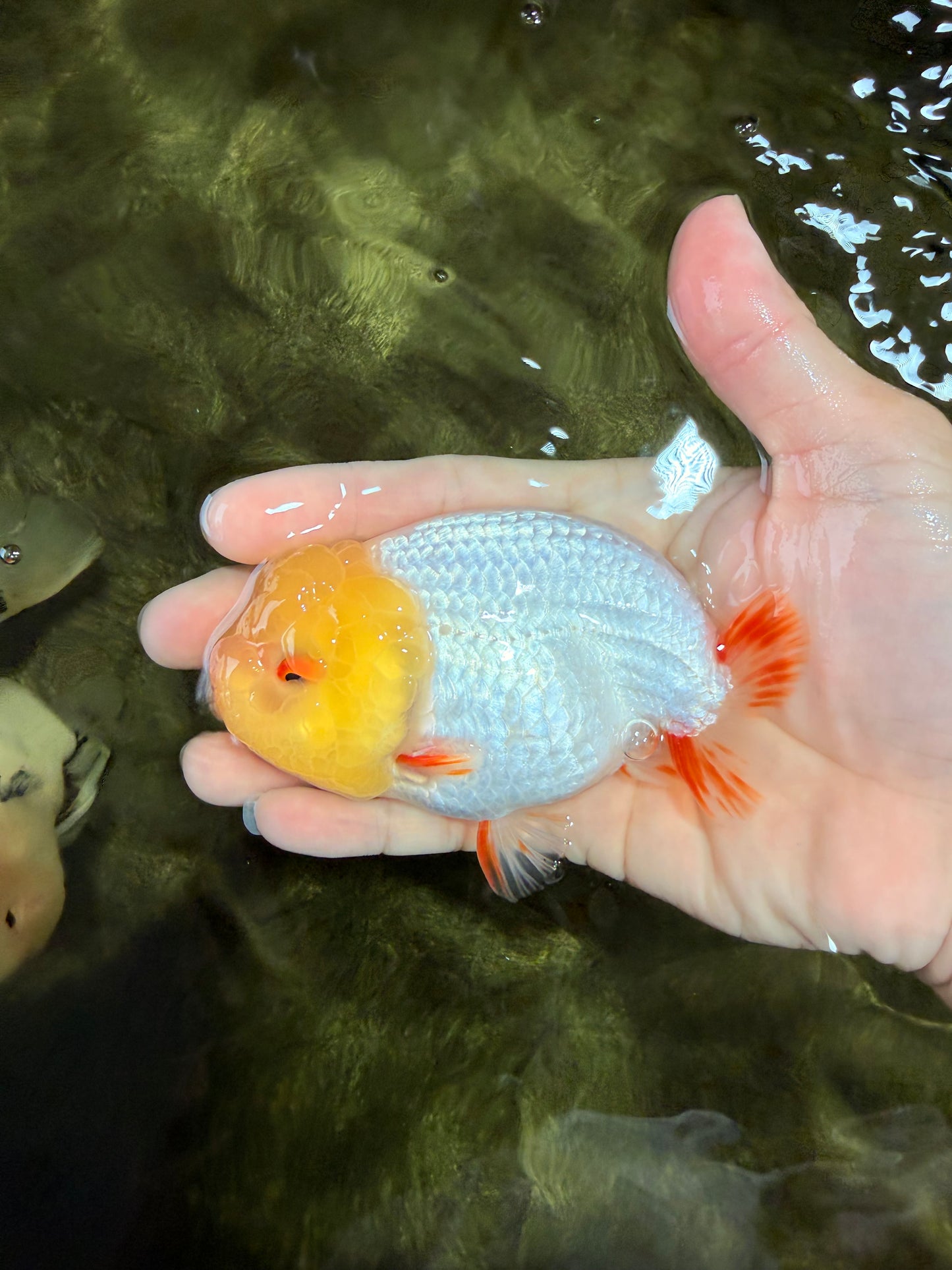 CHICKIE AAA Grade Red White Lipstick LionKing 4-4.5 inches #031326LC_11