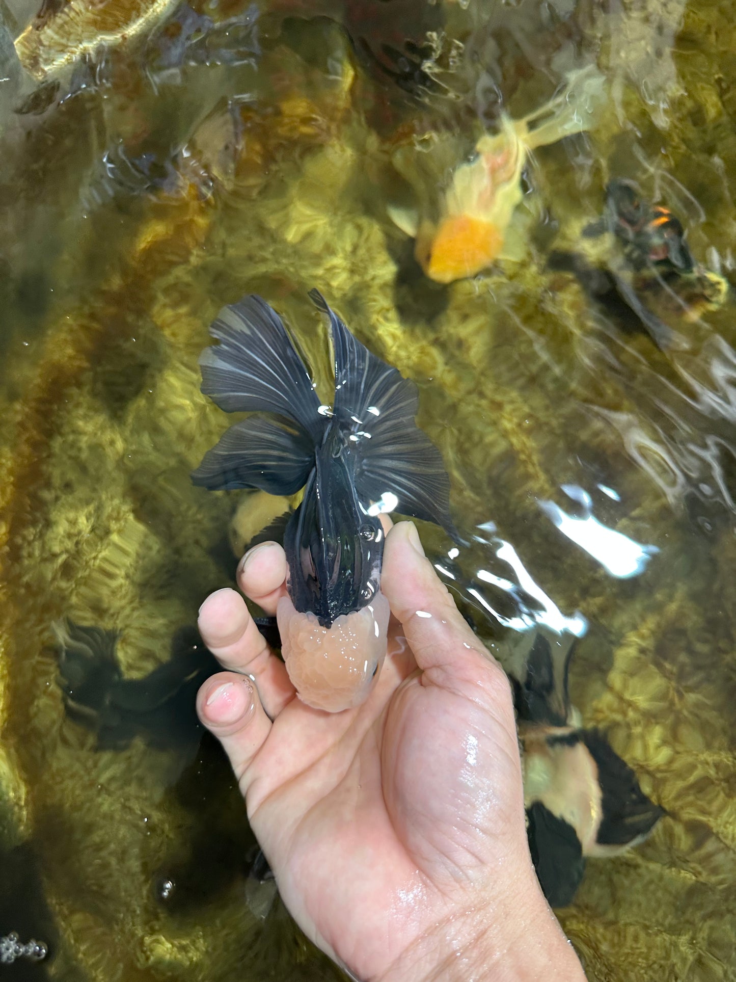 FLUFFY Panda Oranda Male 5-5.5 inches #091925OR_04