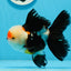 AAA Grade Tricolor Oranda Male 5 inches #0920OR_21