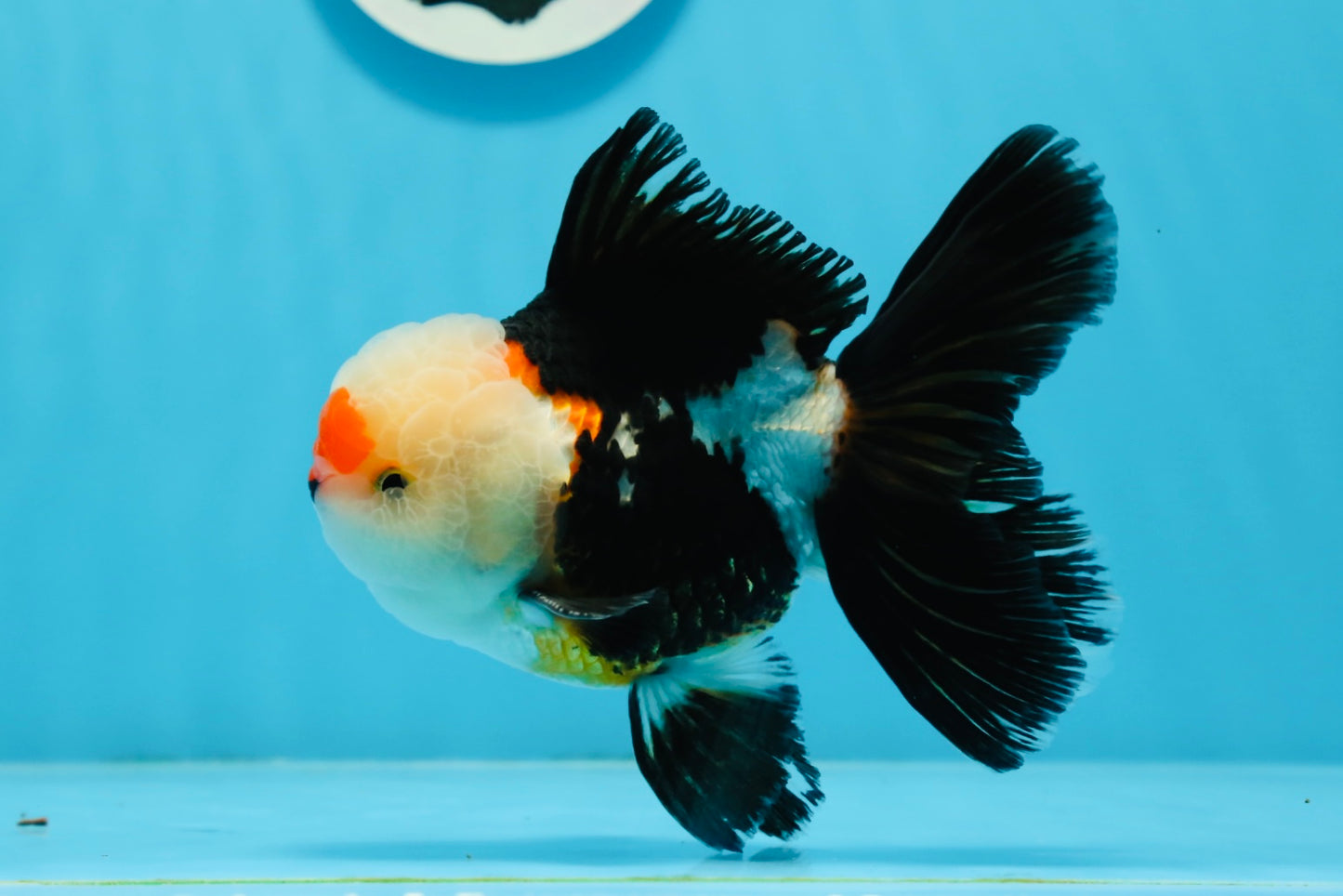 AAA Grade Tricolor Oranda Male 5 inches #0920OR_21