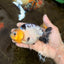A Grade Milk Cow Ranchu Female 5 inches #101025RC_12
