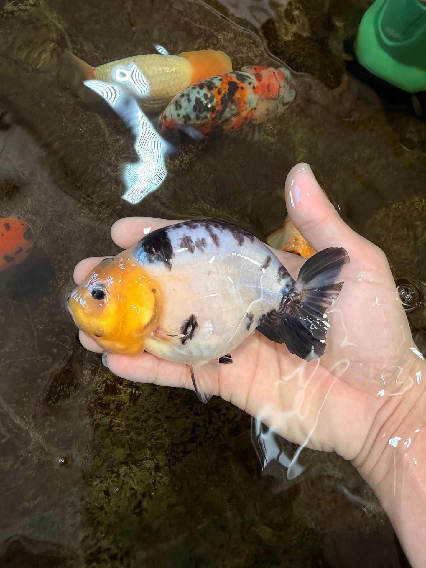 A Grade Milk Cow Ranchu Female 5 inches #101025RC_12