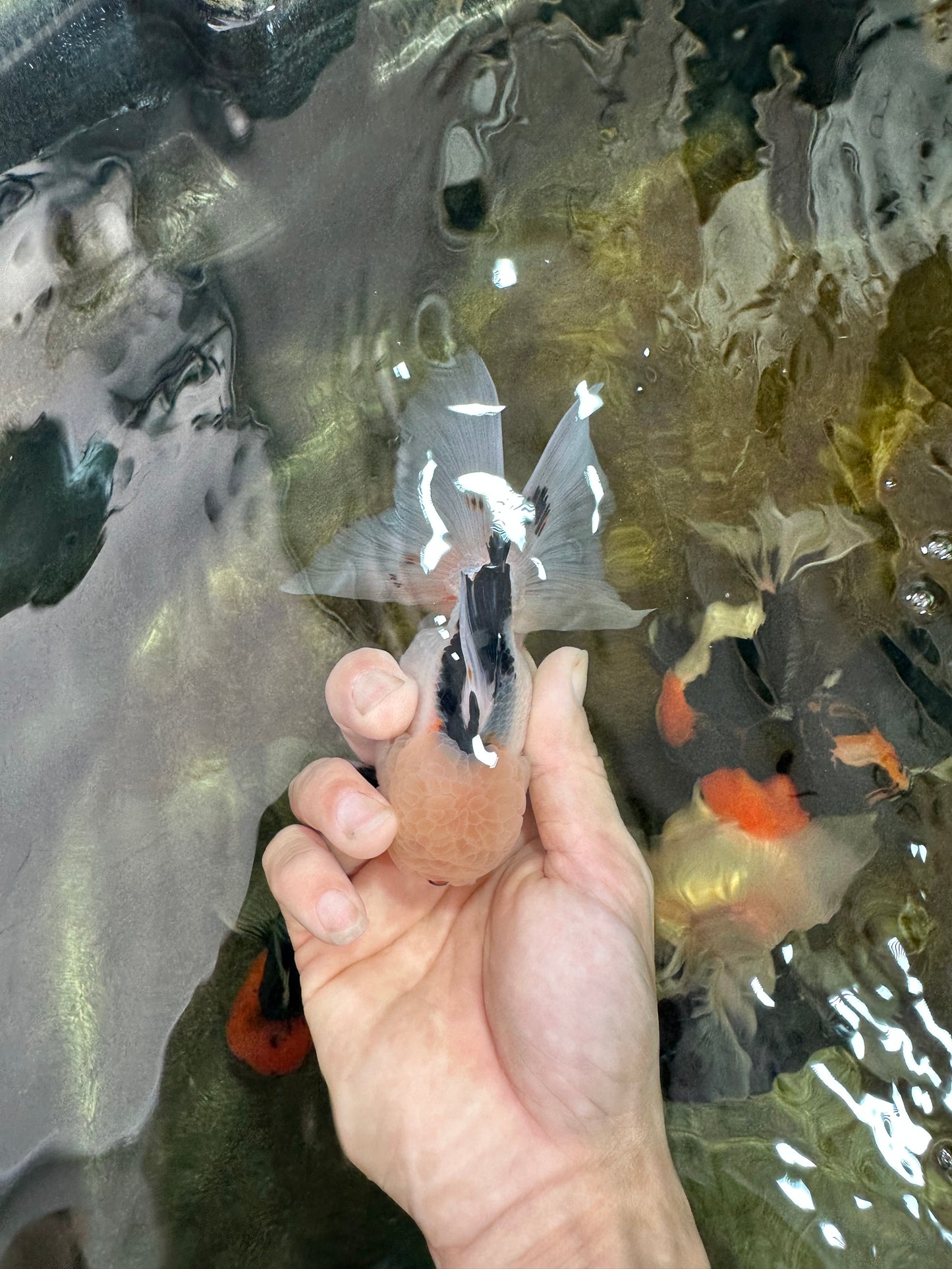 A Grade Tricolor Oranda Male 4.5-5 inches #051625OR_26