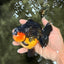 AAA Grade Apache Yuanbao Male 4.5-5 inches #072426YB_24