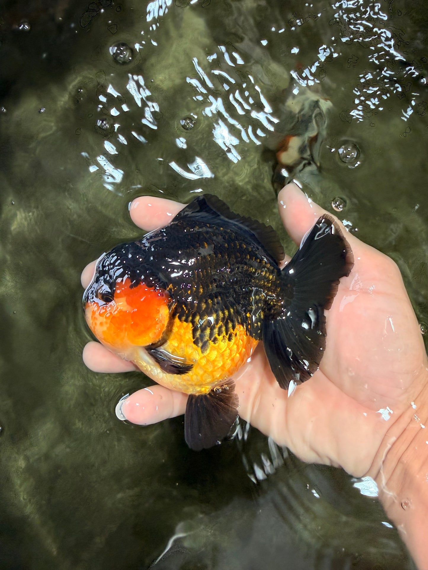 AAA Grade Apache Yuanbao Male 4.5-5 inches #072426YB_24