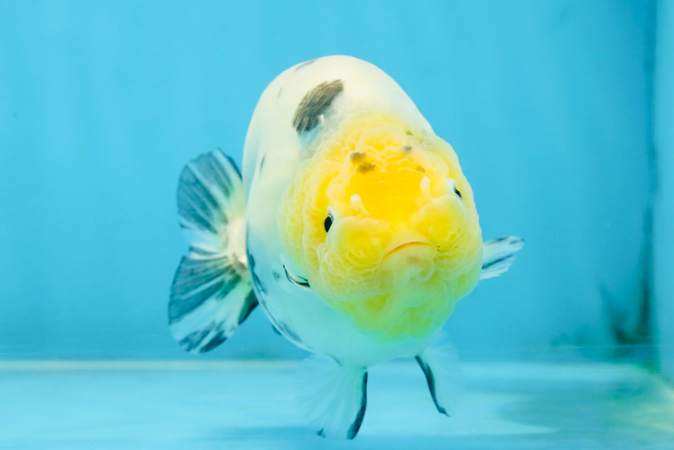 UNIQUE A Grade Chinese Cow Ranchu Female 4.5 inches #102425RC_04