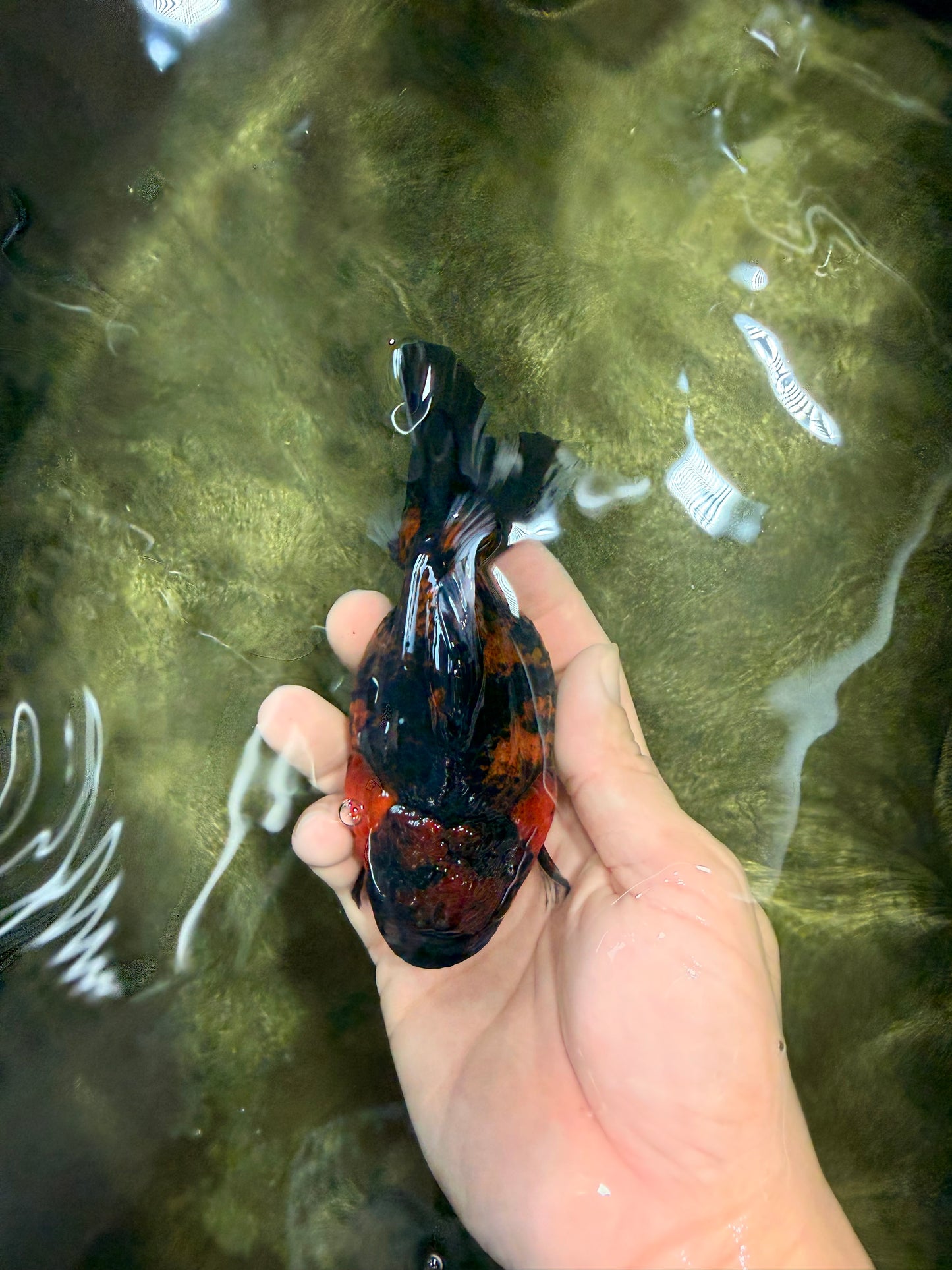 Tiger Yuanbao Female 4.5-5 inches #071026YB_21