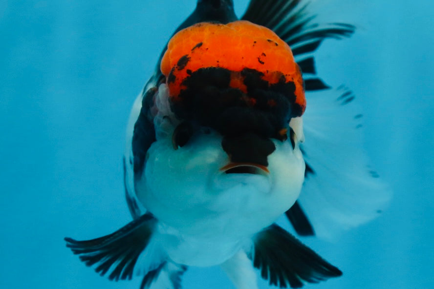 A Grade Tricolor Oranda Male 5-5.5 inches #0830OR_15