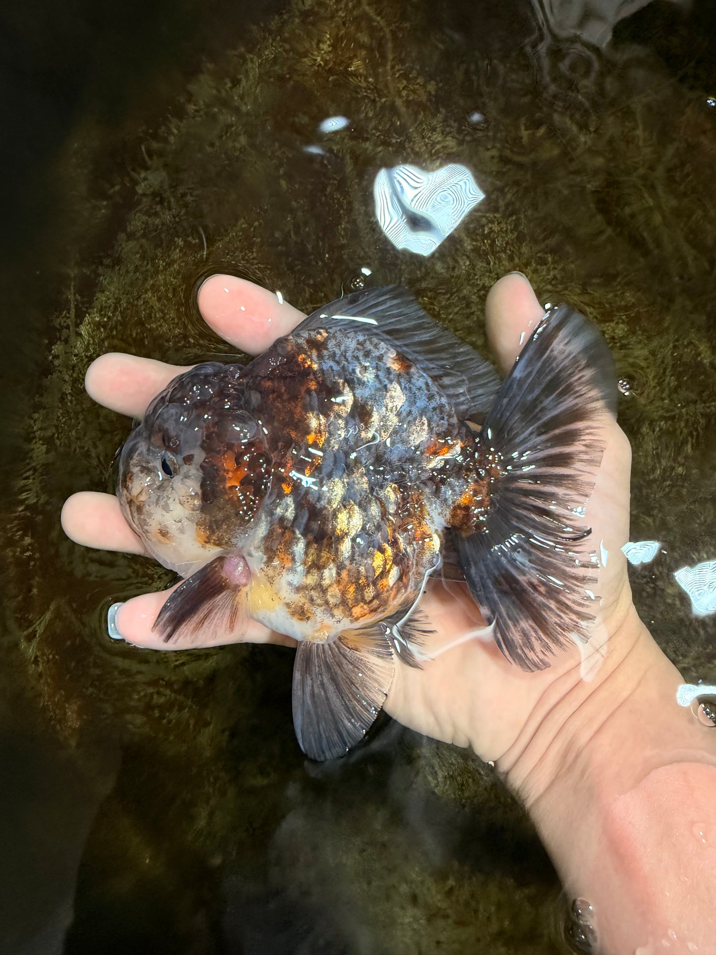 RARE A Grade Kirin Oranda Male 5.5 inches #120525OR_02