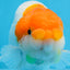 Red Head Orange Lionchu Male 4.5 Inches #0621LC_02