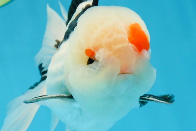 A Grade Tricolor Lipstick Kiss Button Eyes  Oranda Male 5.5 inches #020725OR_26