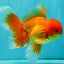 A Grade Red White Oranda Male 6 inches #082826OR_12