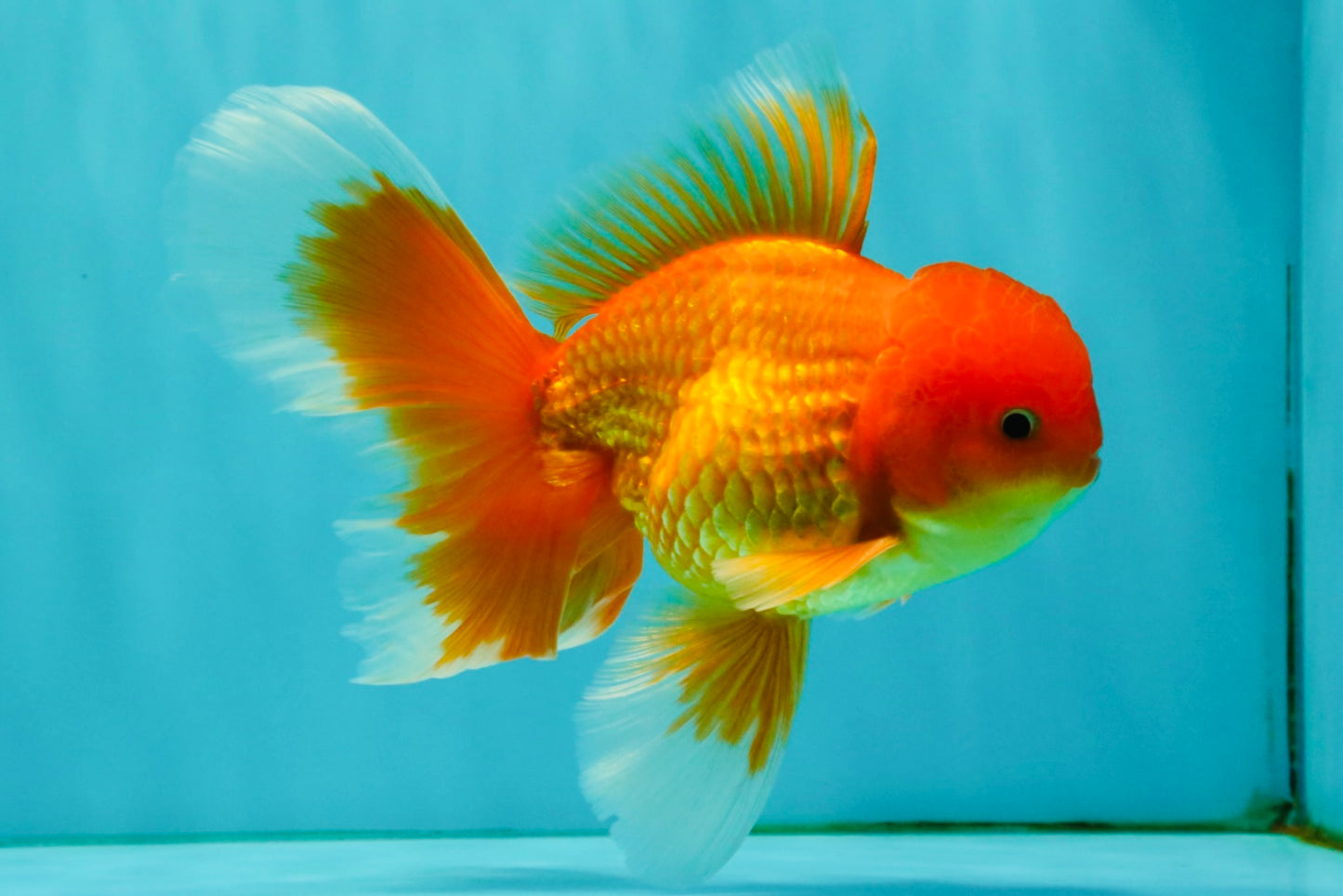 A Grade Red White Oranda Male 6 inches #082826OR_12