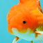 A Grade Red White Oranda Male 5.5 inches #102326OR_21