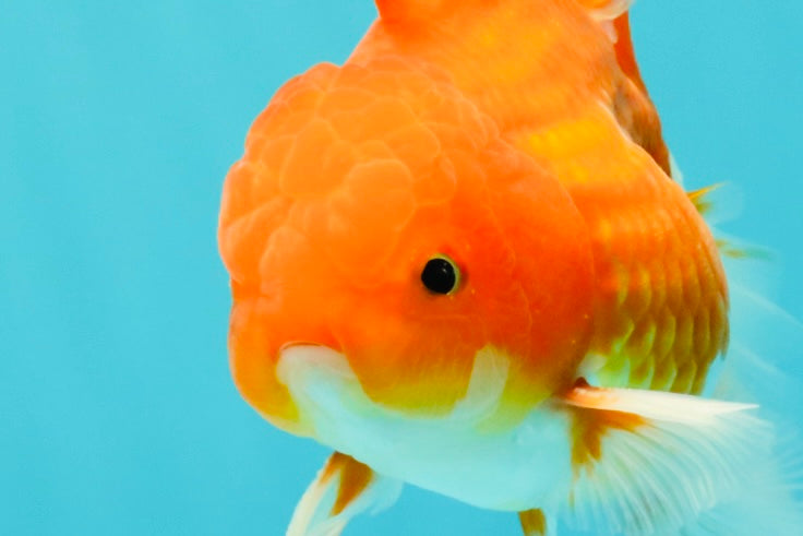 A Grade Red White Oranda Male 5.5 inches #102326OR_21