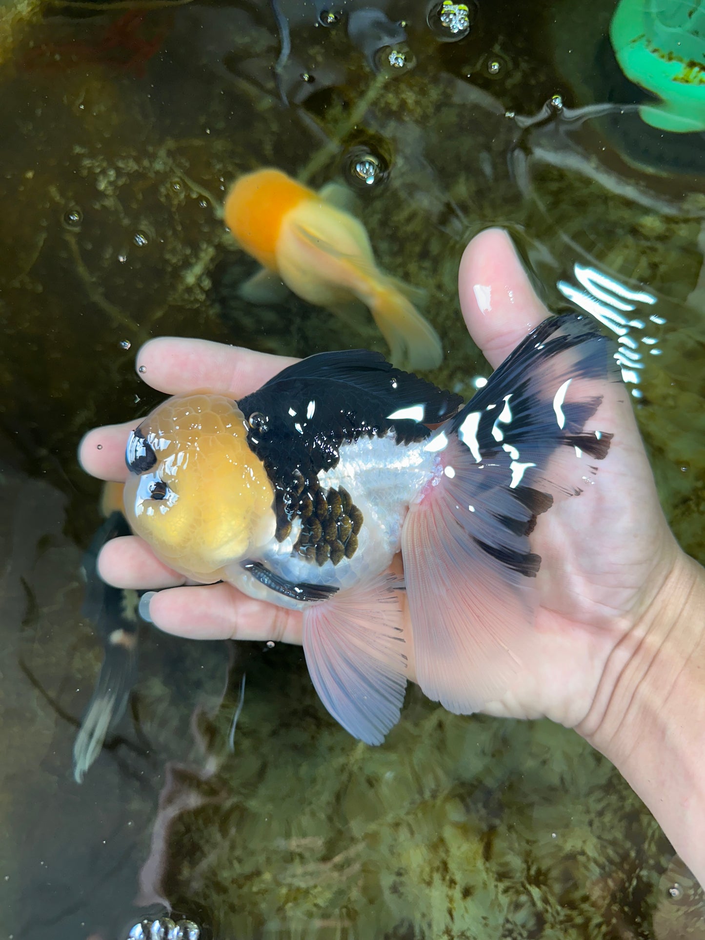 AAA Grade Panda Button Eyes Oranda Male 5-5.5 inches #080125OR_22