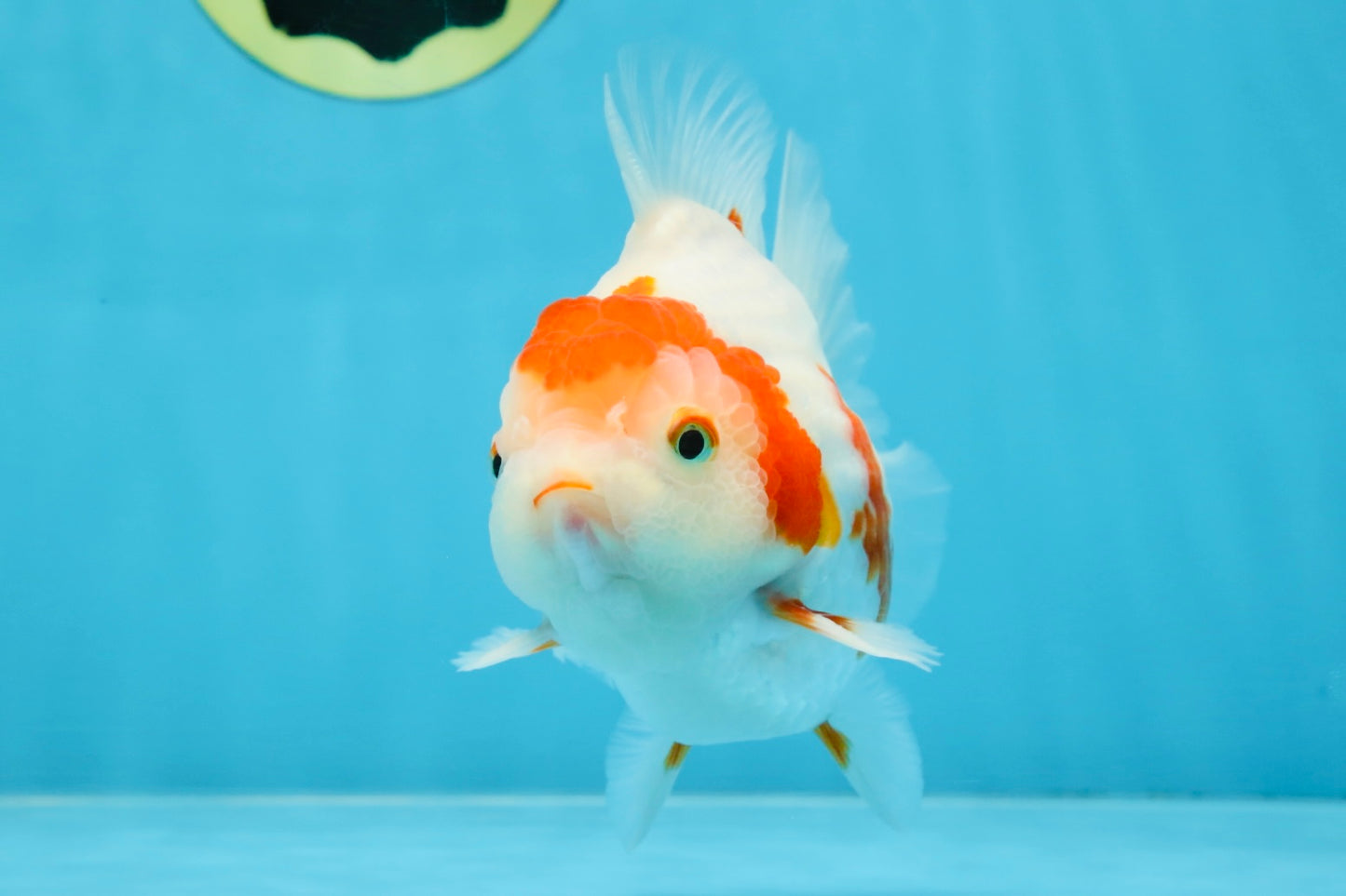 AAA Grade Red White Yuanbao Male 5 inches #100325YB_02