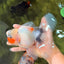 Marble Oranda Male 6.5 inches #091826OR_02