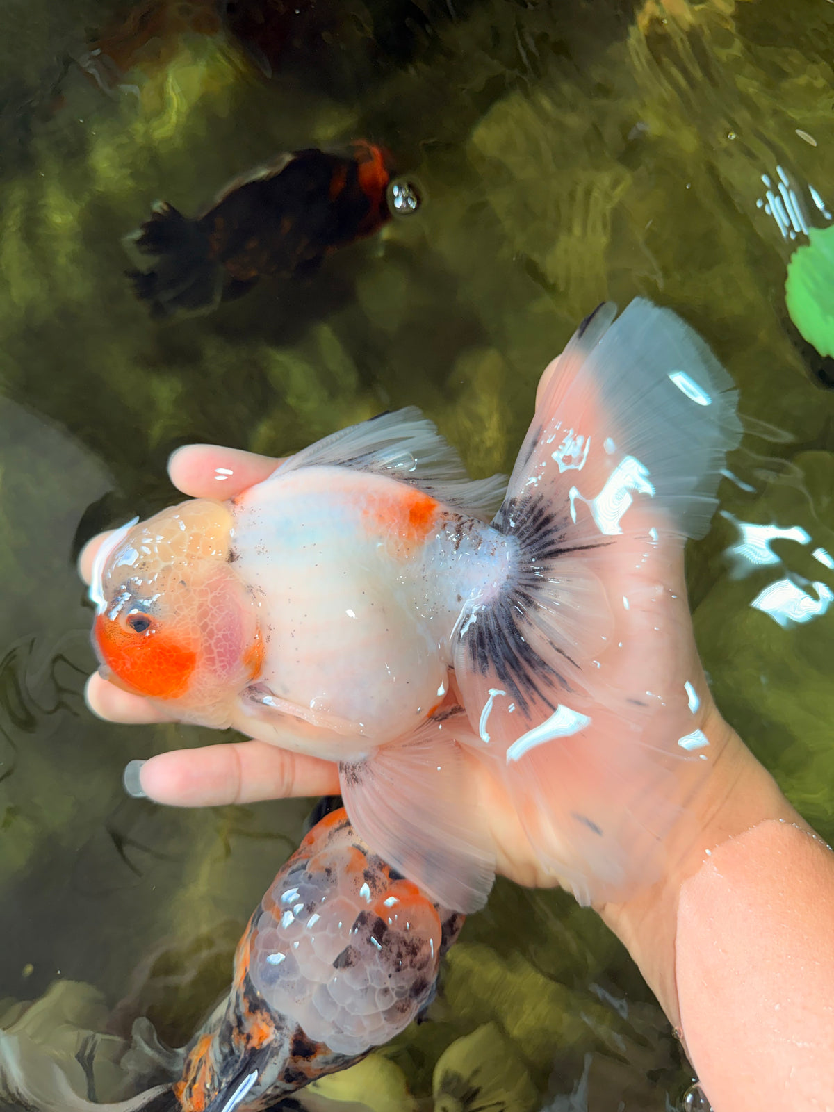Marble Oranda Male 6.5 inches #091826OR_02
